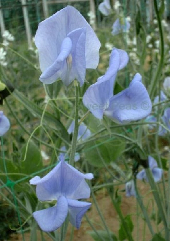 MAVİ BEZELYE ÇİÇEĞİ (sweet pea) - 2