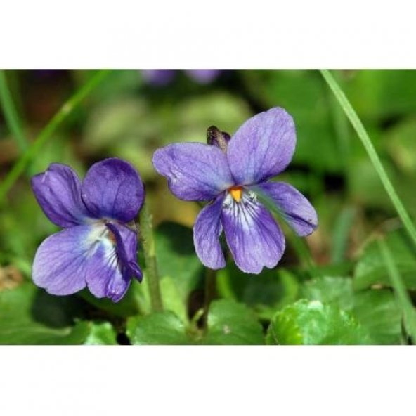 MAVİ 4 MEVSİM MENEKŞESİ - Resim 2