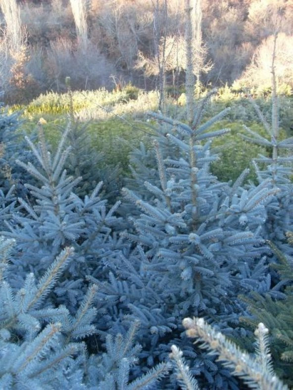MAVİ LADİN AĞACI TOHUMU - 2