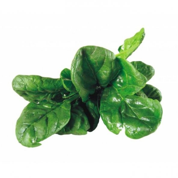 MATADOR ISPANAK 100 TOHUM ürün görseli 1