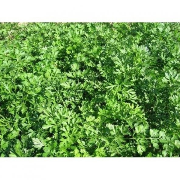 MAYDONOZ 1000+ TOHUM ürün görseli 1