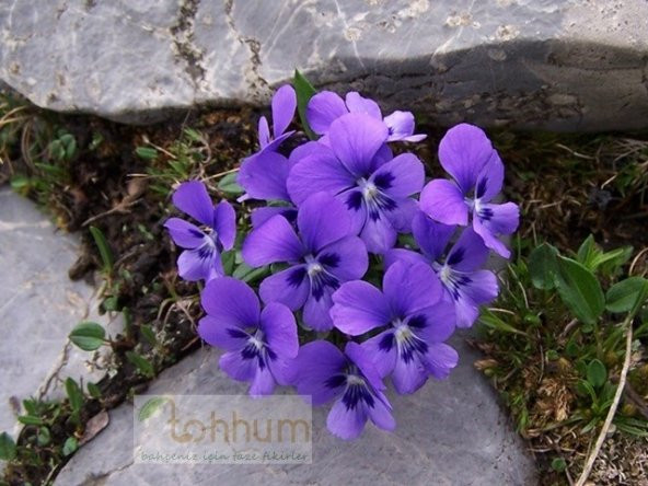 MAVİ 4 MEVSİM MENEKŞESİ SAKSI+TOPRAK SETİ - Resim 2