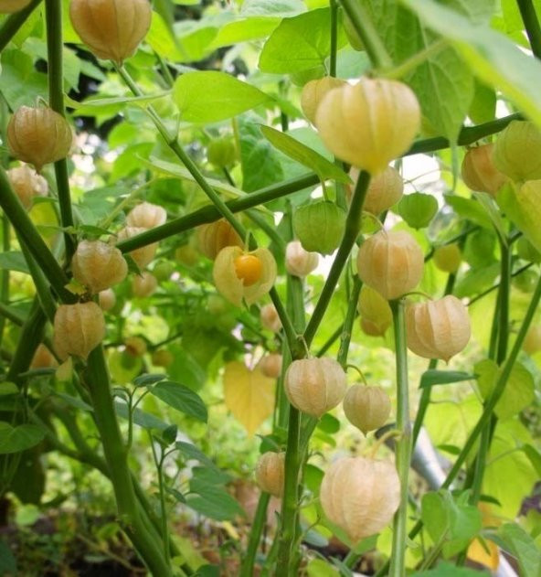 Goldenberry Altın Çilek Tohumu - Resim 2