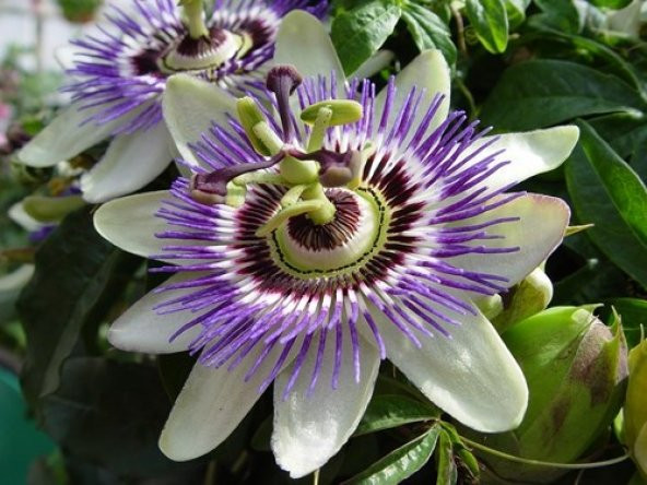 Meyveli passiflora edulis 5 adet tohum