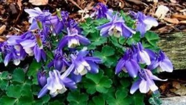 HASEKİ KÜPESİ TOHUM+SAKSI+TOPRAK