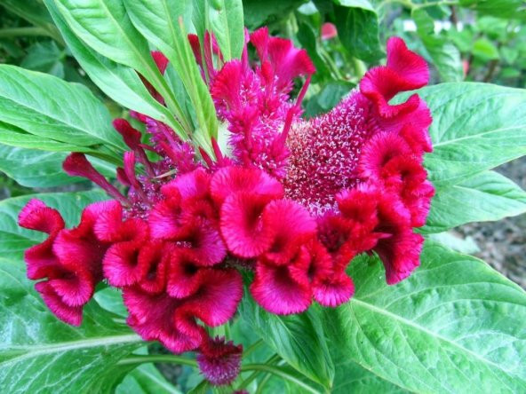 HOROZ İBİĞİ ÇİÇEĞİ TOHUM+SAKSI+TOPRAK ürün görseli 1