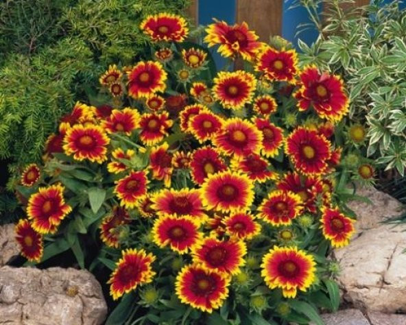 LAS VEGAS ÇİÇEĞİ TOHUMU - Resim 2