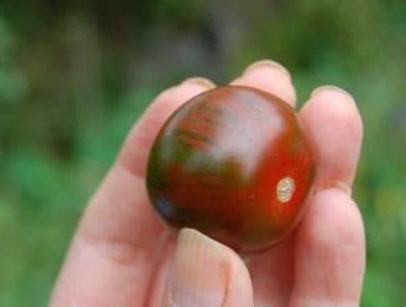 LEOPAR CHERRY DOMATES TOHUMU - 2