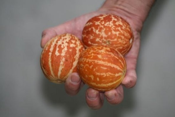 KOKULU SÜS KAVUNU TİGER MELON TOHUMU - Resim 2