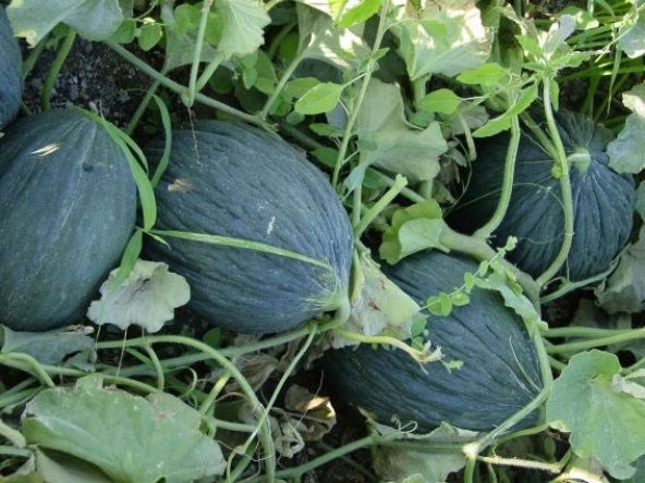 HASANBEY KAVUNU TOHUMU - Resim 2