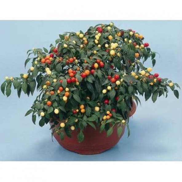 RENKLİ KARIŞIK TOP BİBER 5 NADİR TOHUM