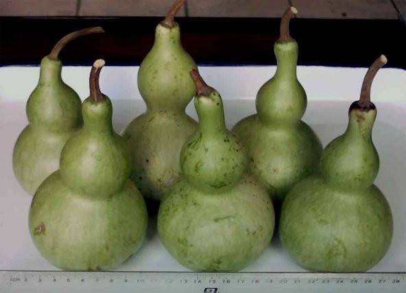 KUŞ YUVASI KABAK TOHUMU - Resim 2