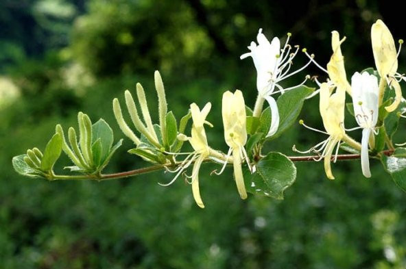 HANIMELİ TOHUMU 10+TOHUM