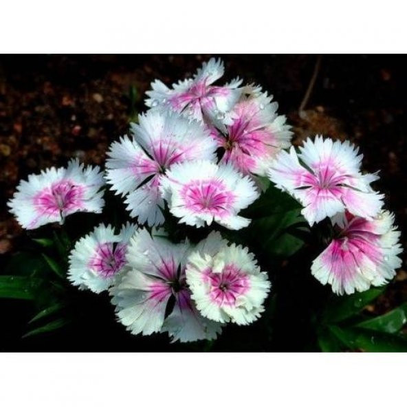 MİNİ ÇİN KARANFİLİ - Resim 2