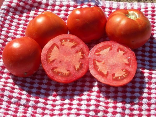 HOMESTEAD DOMATES TOHUMU - Resim 2