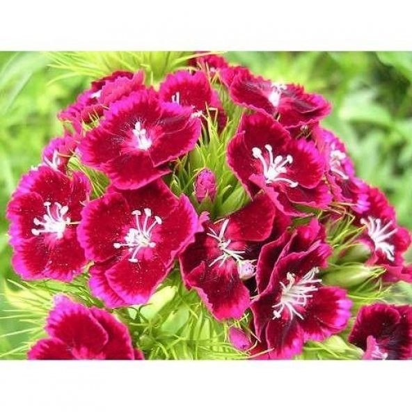 HÜSNÜYUSUF ÇİÇEĞİ TOHUMU ürün görseli 1