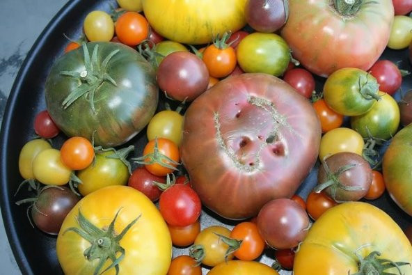 KÖY TİPİ KARIŞIK DOMATES TOHUMU ürün görseli 1