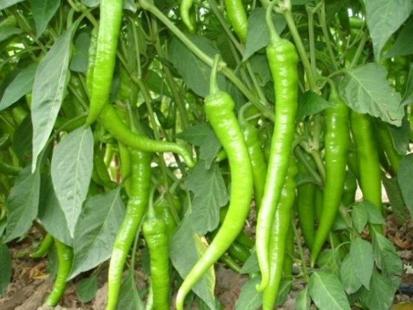 MENDERES ACI SİVRİ KIL BİBER TOHUMU - Resim 2