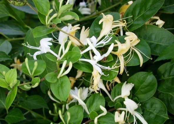 HANIMELİ TOHUMU 10+TOHUM - 2