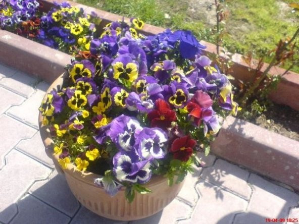 RENKLİ MENEKŞE TOHUM+SAKSI+TOPRAK ürün görseli 1