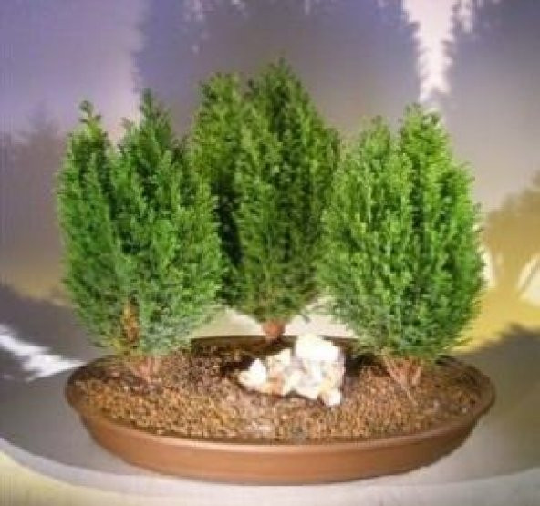 LİMON SERVİ BONSAİ AĞACI TOHUMU ürün görseli 1