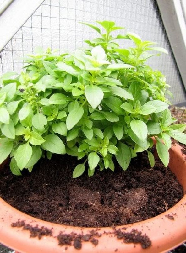 MİNİ TOP FESLEĞEN 25+TOHUM+SAKSI+TOPRAK - Resim 2