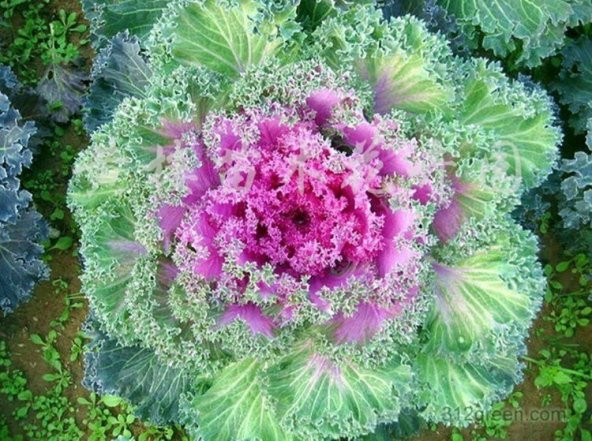 RENKLİ SÜS LAHANASI TOHUMU ürün görseli 1