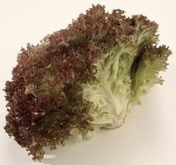 LOLOROSSO 300+ TOHUM ürün görseli 1