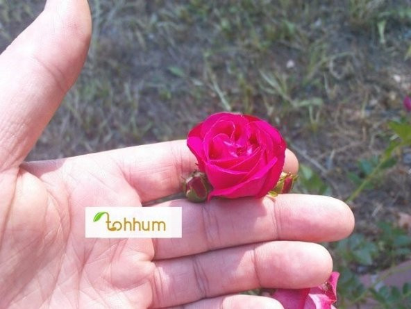 MİNYATÜR GÜL 5 TOHUM ürün görseli 1