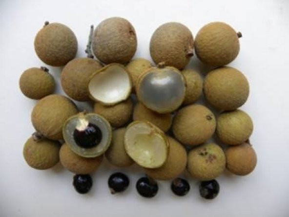 LONGAN FRUİT * 4 ADET TOHUM - 2