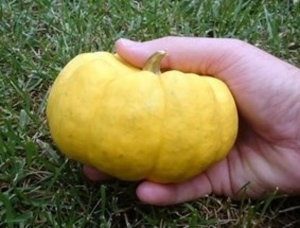 Minyatür Sarı Balkabağı Tohumu (jack Be Little) - Resim 2