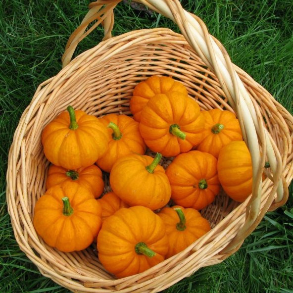 Minyatür Sarı Balkabağı Tohumu (jack Be Little) - Resim 3