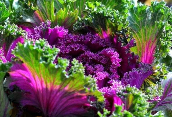 RENKLİ SÜS LAHANASI TOHUMU - Resim 2