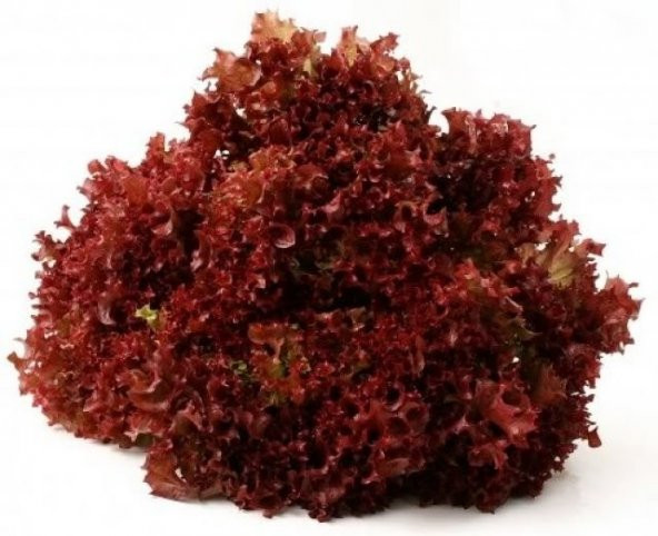 LOLOROSSO 300+ TOHUM - Resim 2