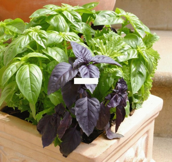 REYHAN OTU TOHUMU - Resim 2