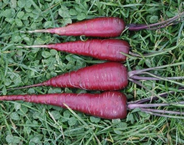 MOR HAVUÇ TOHUMU - Resim 2