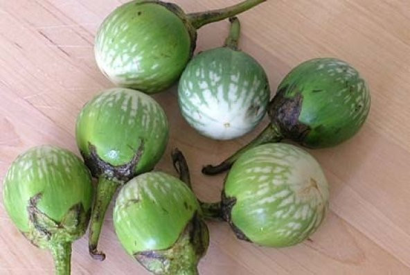 MİNİ YEŞİL PATLICAN TOHUMU