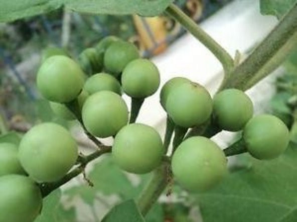 Mini Yeşil Misket Patlıcan - Resim 2