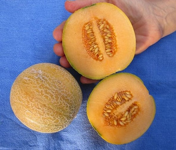 MİNYATÜR KAVUN TOHUMU* 10+ TOHUM ürün görseli 1