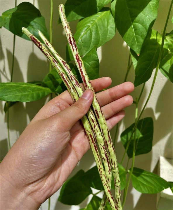 Mor Beyaz Uzun Fasulye Tohumu  [Tohhum Ev Bahçe] ürün görseli 1