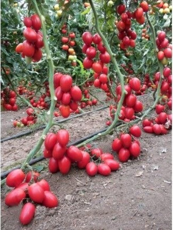 SAKSILIK ZEYTİN CHERRY DOMATES 25+tohum