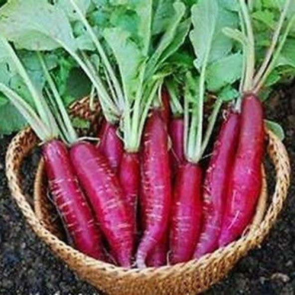 MOR UZUN TURP 25+TOHUM ürün görseli 1