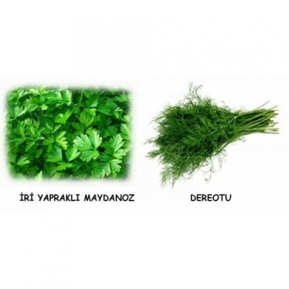 SAKSIYA UYGUN MAYDONOZ DEREOTU