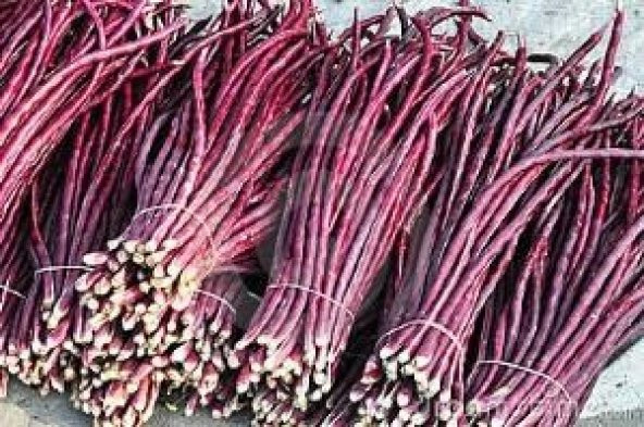 MOR UZUN FASULYE - Resim 2