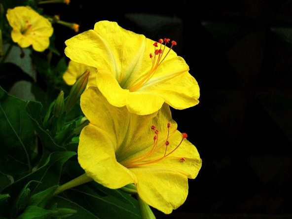 SARI AKŞAM SEFASI TOHUMU ürün görseli 1