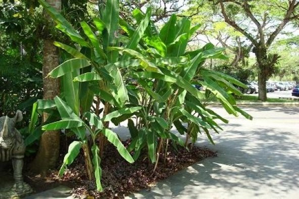 MUZ TOHUMU (Musa ornata) - 2