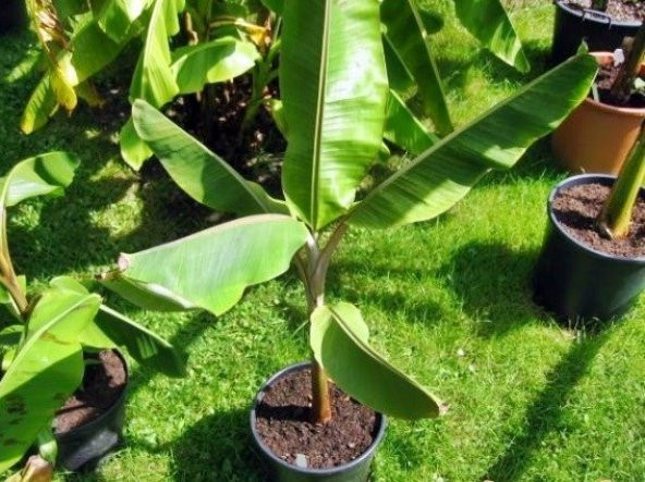 MUZ TOHUMU(Mysore banana) - Resim 2