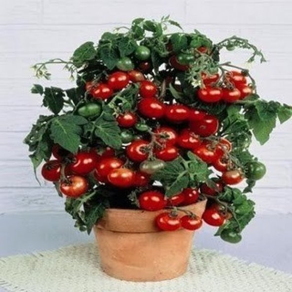 TİNY TİM CHERRY DOMATES