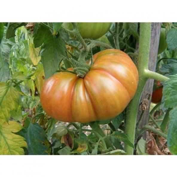 Tohhum Afrika Togo Domatesi 15 Tohum ürün görseli 1