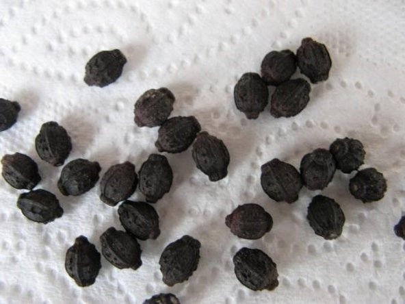 SARI AKŞAM SEFASI TOHUMU - Resim 2